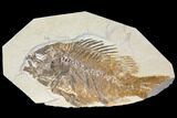 Bargain, Fossil Fish (Priscacara) - Green River Formation #119504-1
